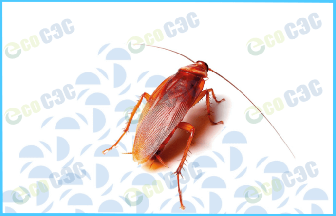 Как потравить тараканов в доме: лучшие средства 2023 года - фото