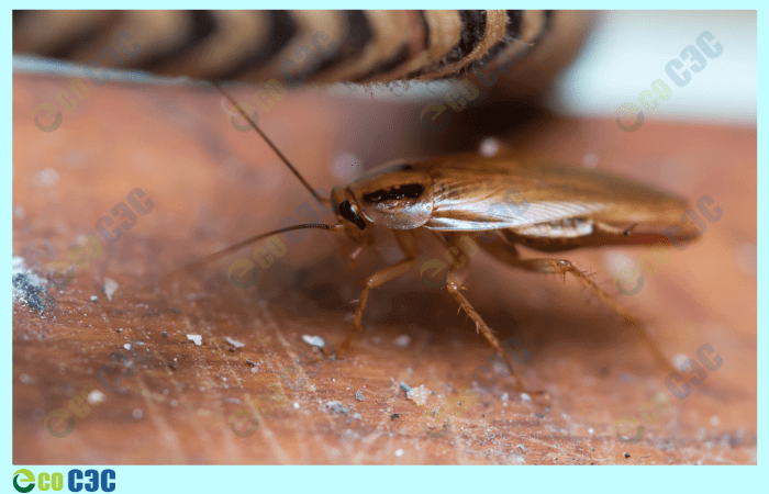 Фото-травля тараканов в квартире