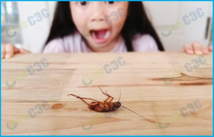 Фото-тараканы после дезинфекции