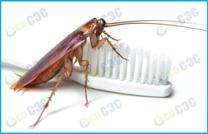 Фото-тараканы в ванной